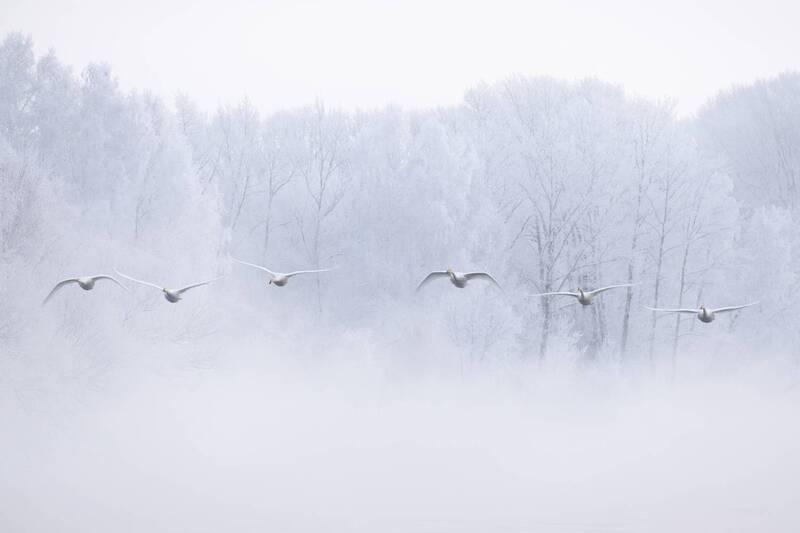 лебеди, лебедь-кликун, алтайский край, озеро светлое, озеро лебединое, зима Белоснежье фото превью