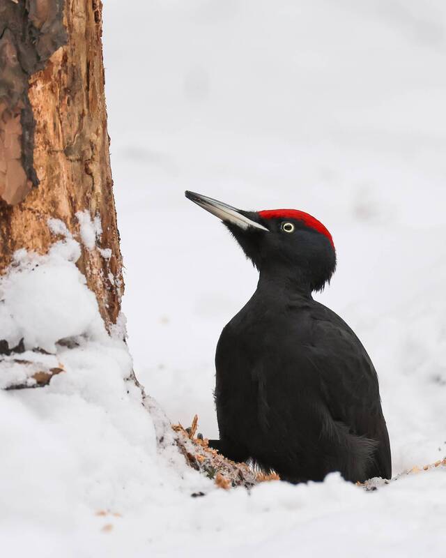 желна Желна фото превью