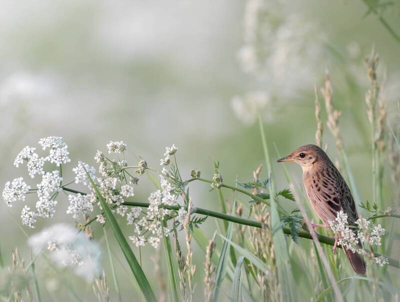 Обыкновенный Сверчок (Locustella naevia) фото превью