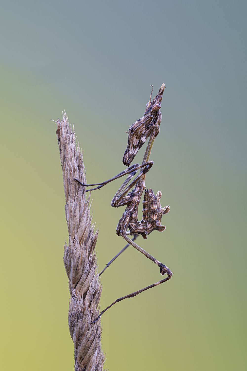 macrophotoraphy, bug, Camilla Zocchi