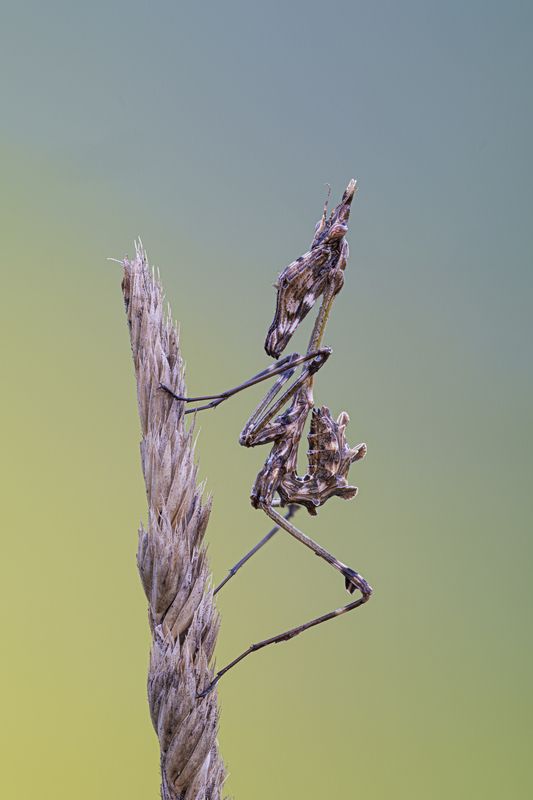 macrophotoraphy, bug L\\\'attesa фото превью