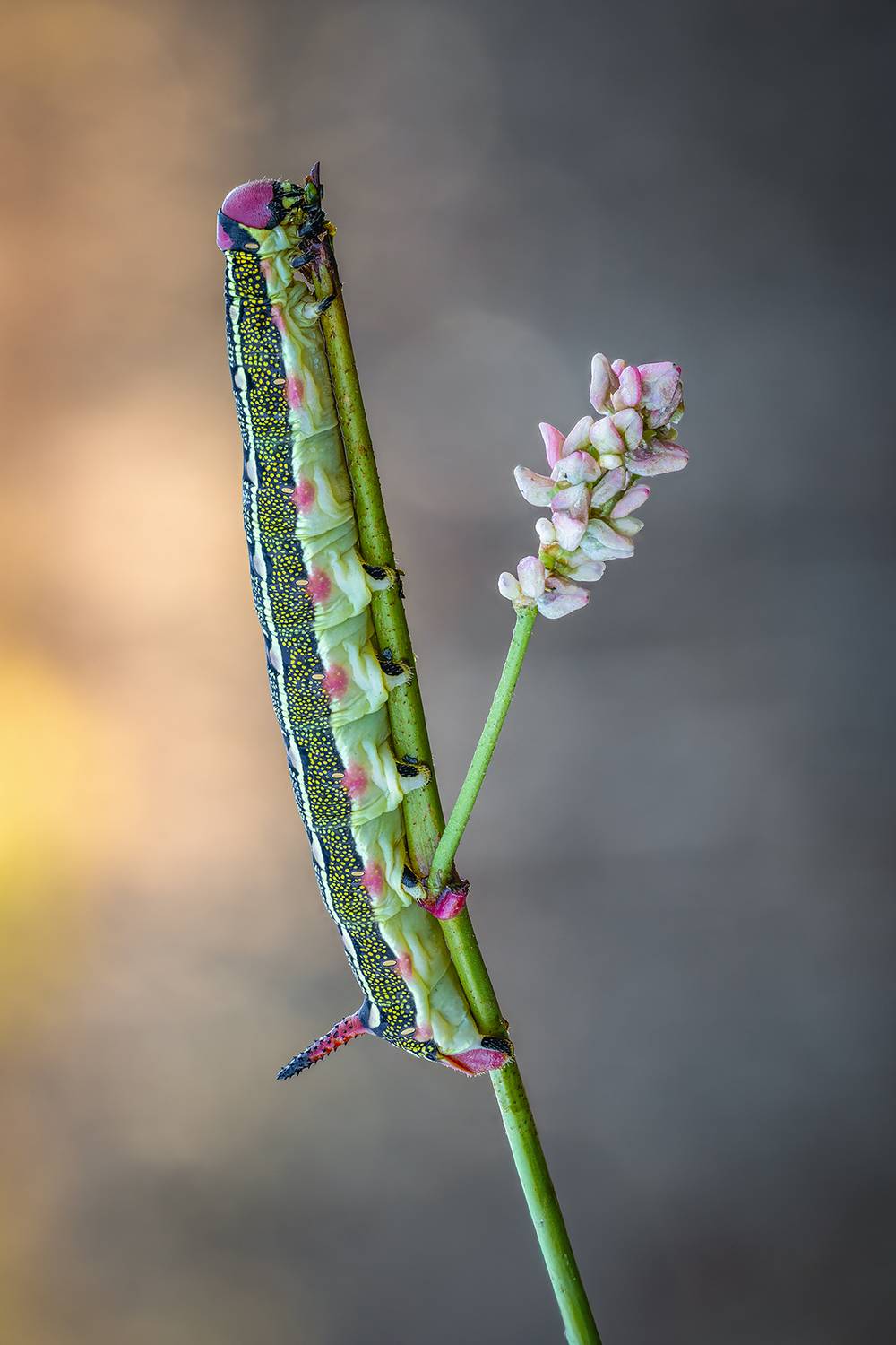 гусеница, бражник ливорнский, Alexsandr Grigoriev