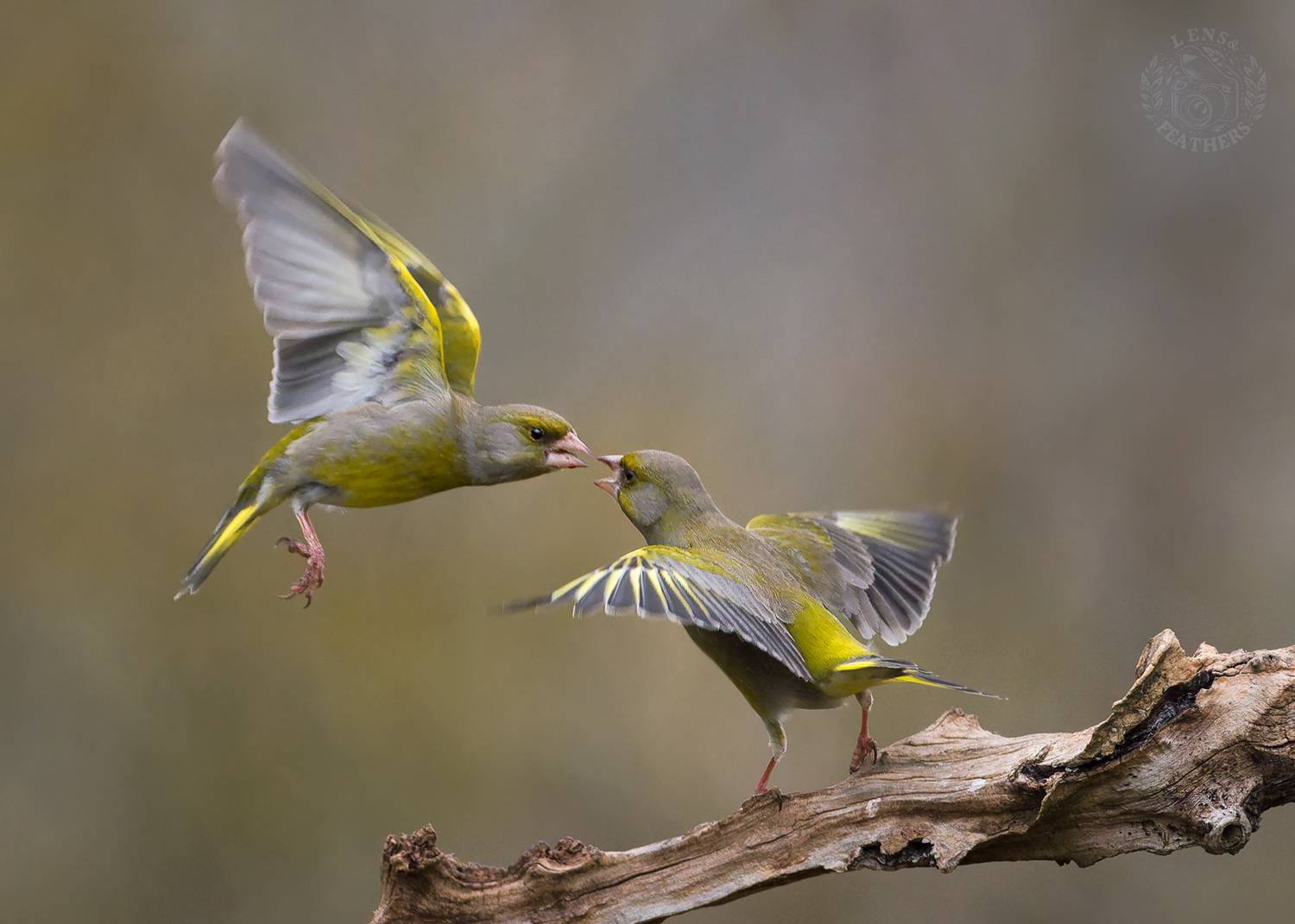 , Евгени Стефанов