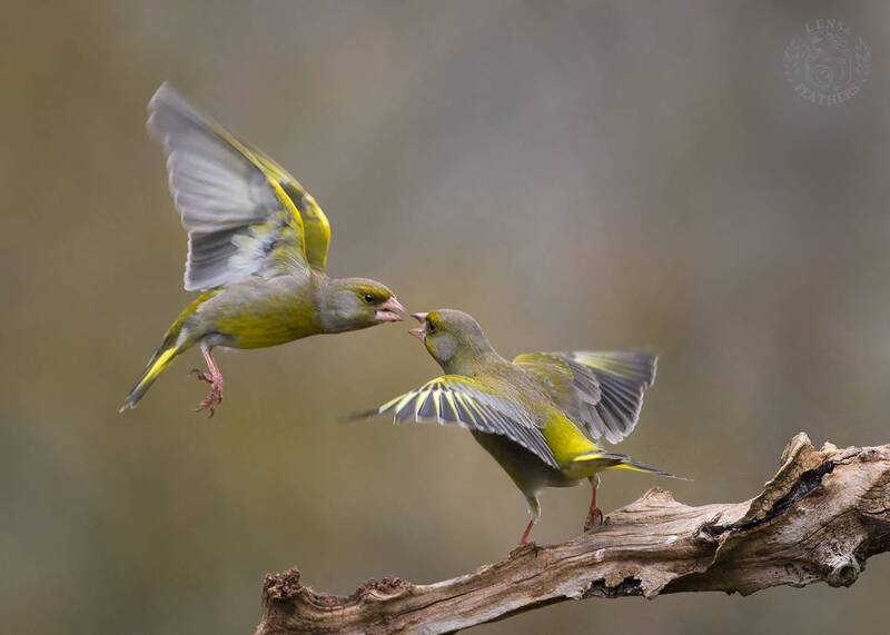 Lens and Feathers фото превью