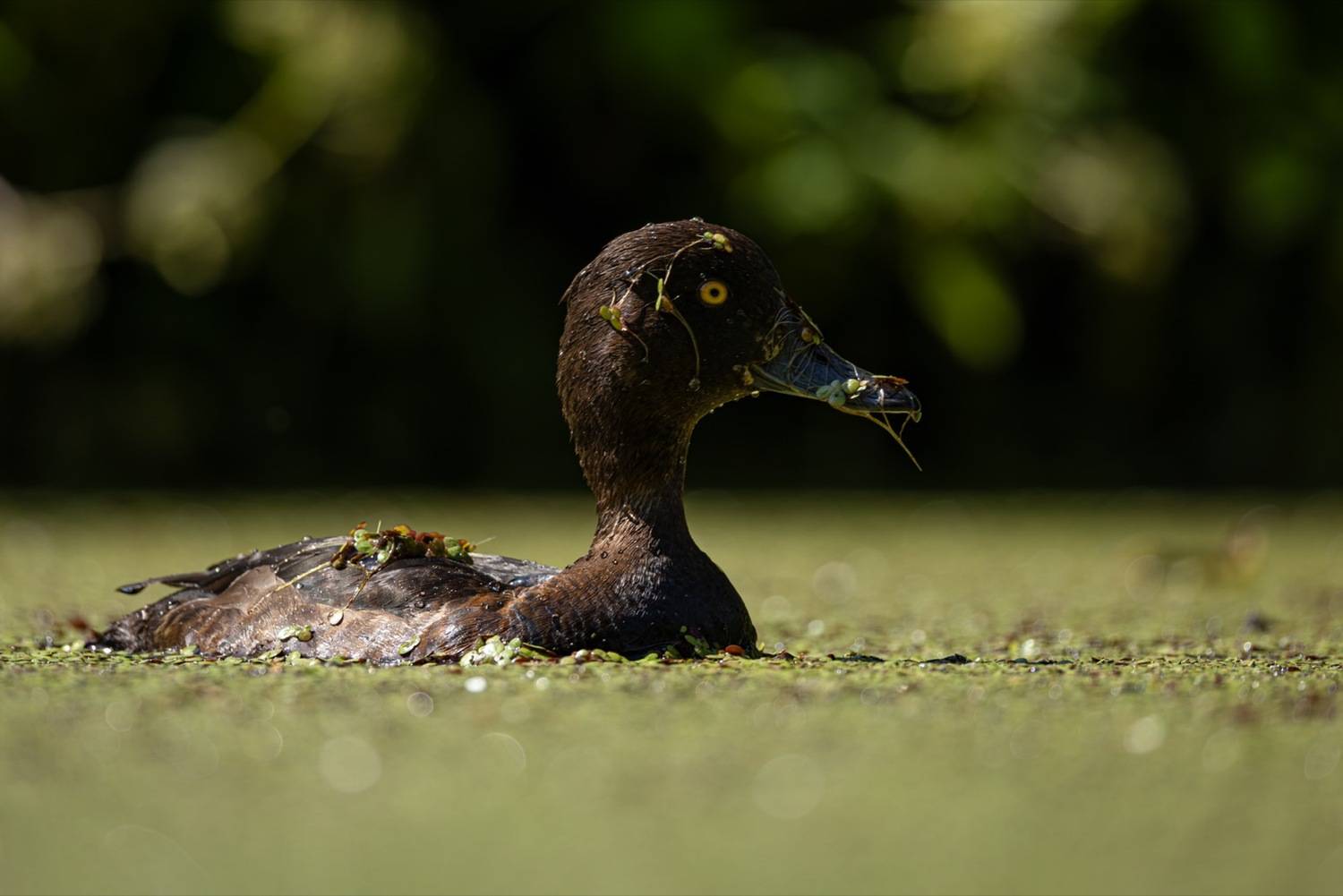 нырок, утка, чернеть, хохлатая чернеть, птицы, Ruslan Pl