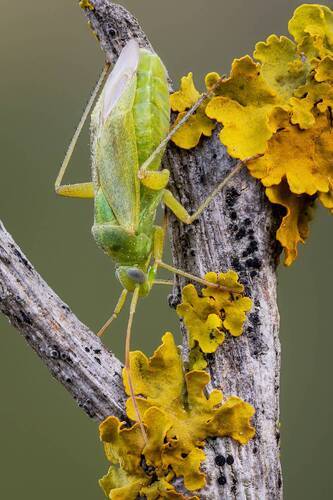 Зеленый клоп (Closterotomus norwegicus).