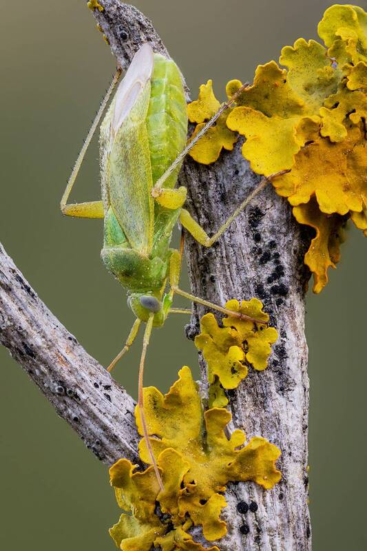 клоп Зеленый клоп (Closterotomus norwegicus). фото превью