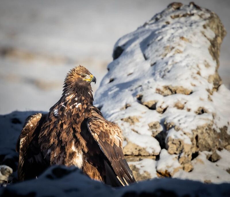 Я тоже скала!  фото превью