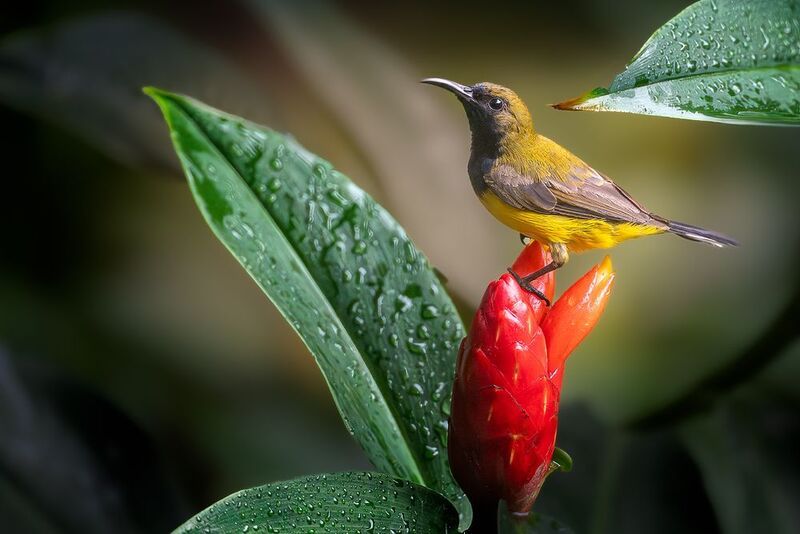 Garden sunbird, Olive-backed sunbird фото превью