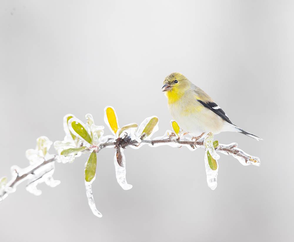 american goldfinch, goldfinch, американский чиж, чиж, зима, winter, winter bird, cold, snow, Etkind Elizabeth