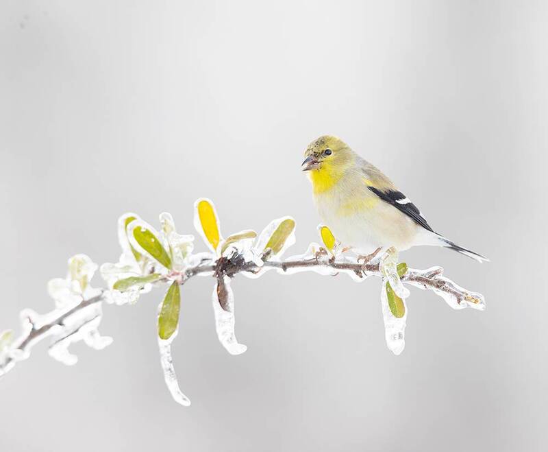 american goldfinch, goldfinch, американский чиж, чиж, зима, winter, winter bird, cold, snow American Goldfinch - Американский чиж фото превью