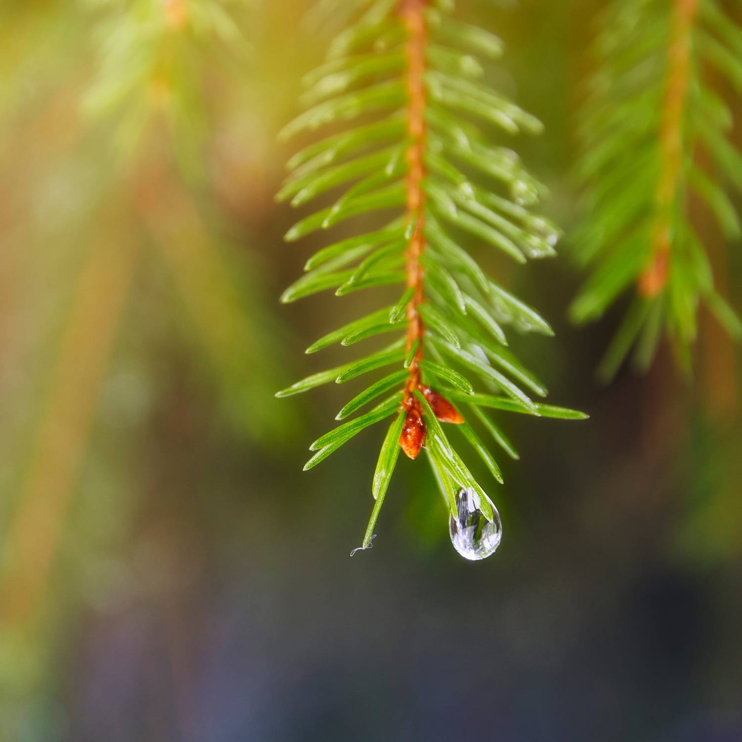 лес, капля, ветка, Валерий Вождаев