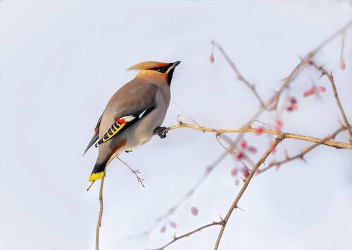 На барбарисе.