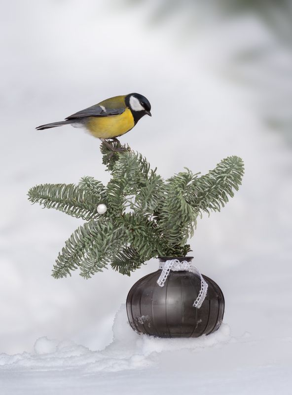 Большая Синица Parus major фото превью