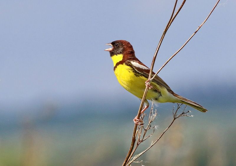 дубровник, фотоохота, птицы поволжья, фотограф софронов, СФДП, фотографы ульяновска Редкий певун фото превью