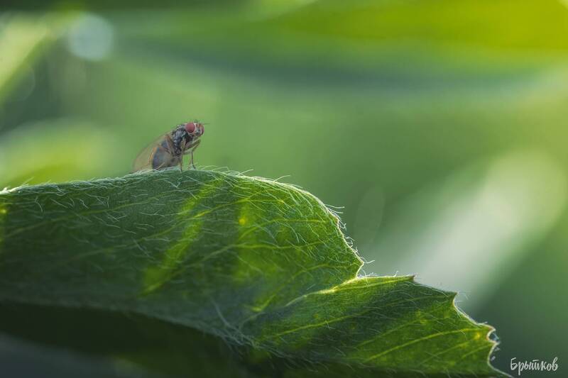Муха фото превью