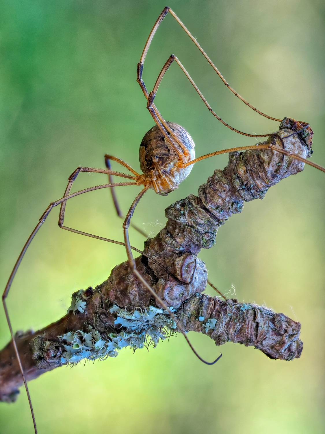, Олег Савицкий