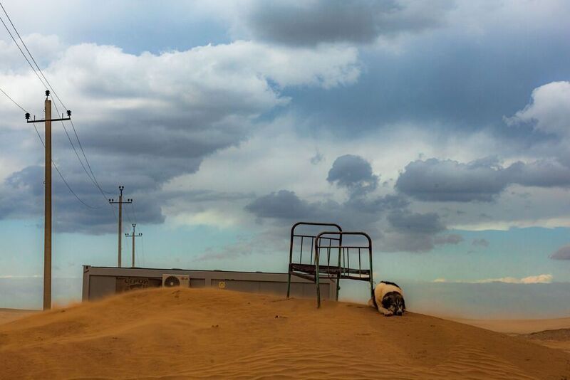 Жил-был пес фото превью