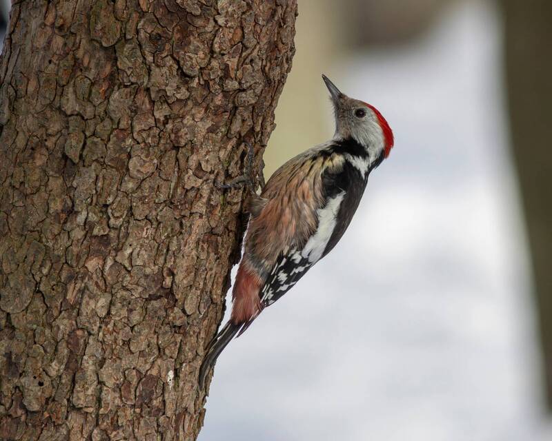 средний пёстрый дятел, вертлявый дятел, дятел, dendrocopos medius, dendrocopos, middle-spotted woodpecker, woodpecker, парк имени макса ашманна Средний пёстрый фото превью