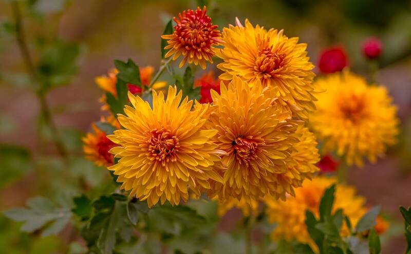 .... фото превью