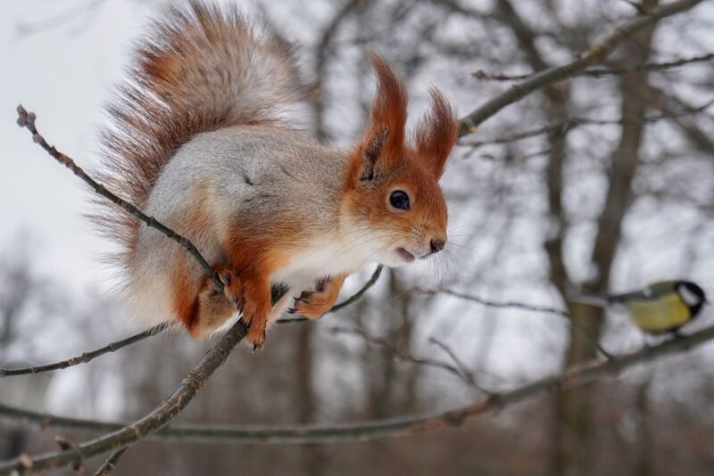 Белка Мастерство балансировки фото превью