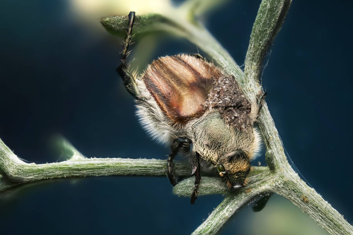 , Васильев Роман