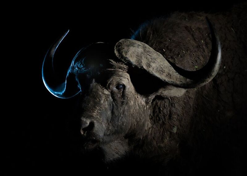 Кения  фото превью