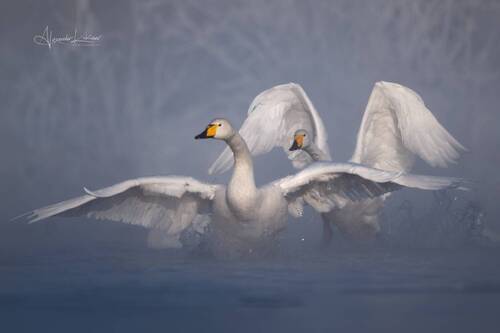 Лебединые игры на озере Светлом...