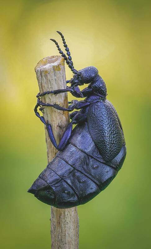 жук Жук Майка(Meloe). фото превью