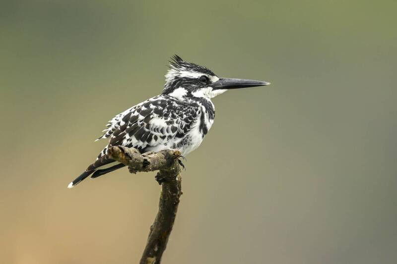 Пегий зимородок фото превью