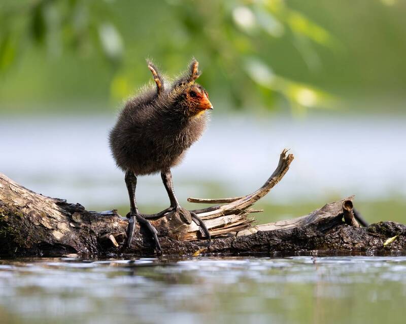 лысенок, лысуха, птенец, птицы  фото превью
