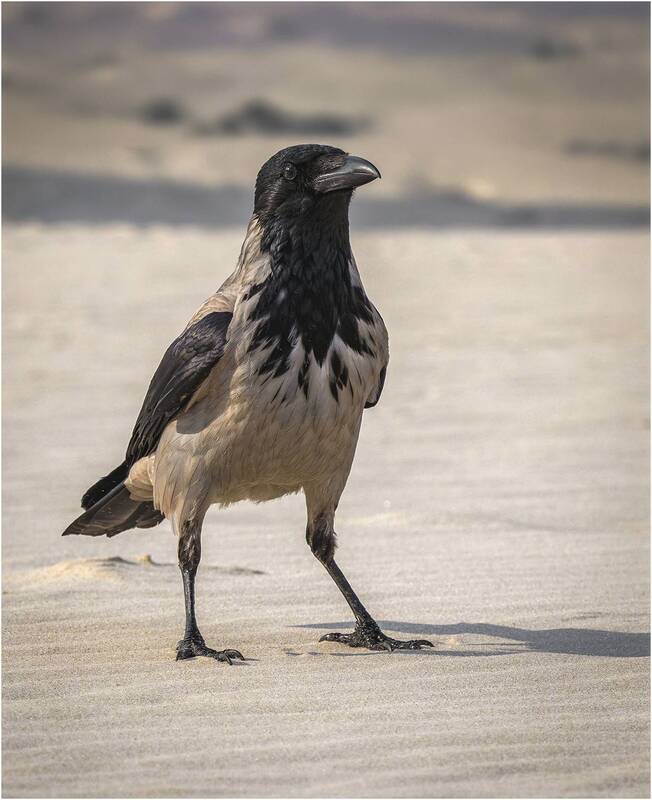 Ворона серая.(Corvus cornix). фото превью