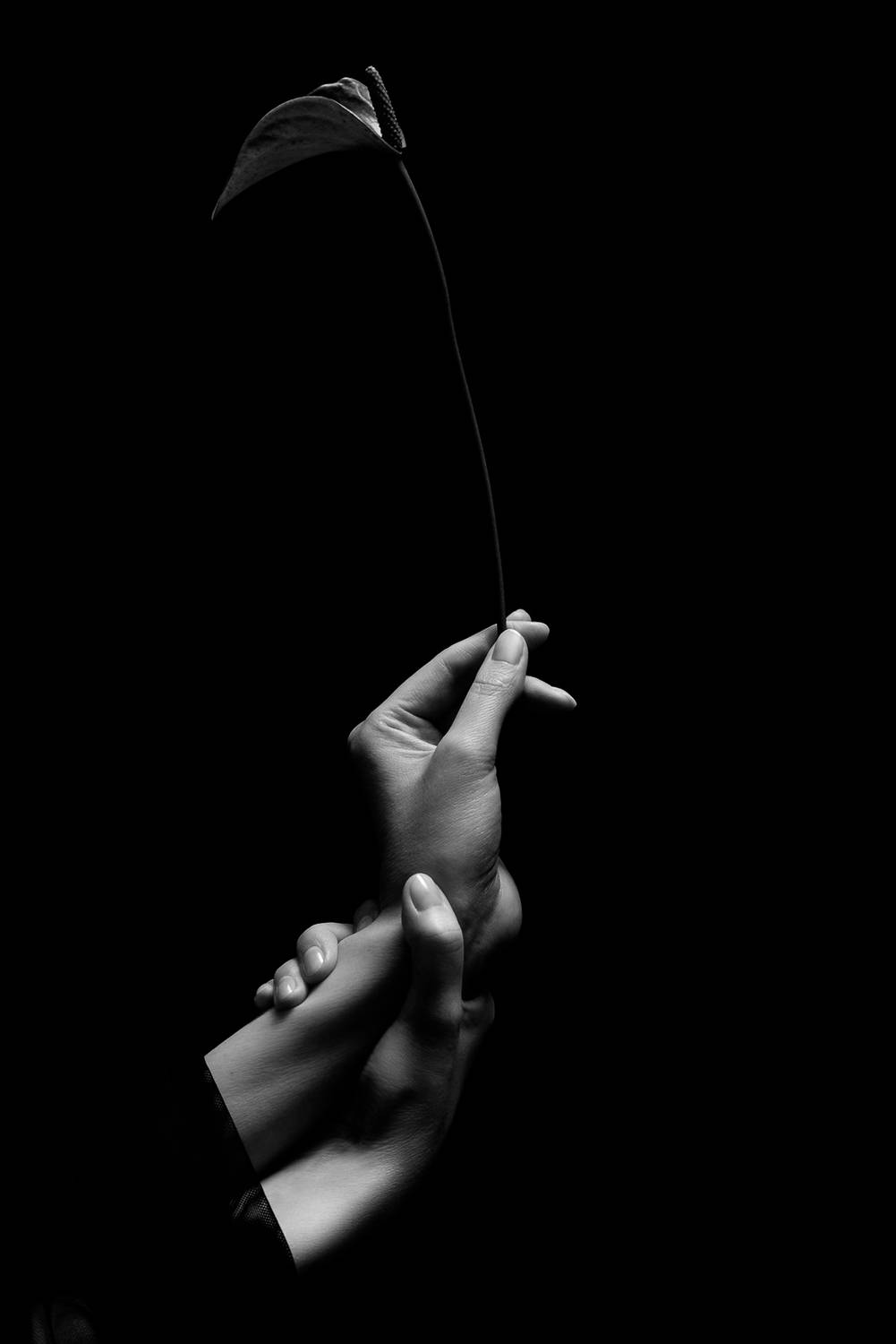 черно-белая фотография, минимализм, жест, руки, цветок, символ, концептуальная фотография, свет и тень, контраст, пластика, линия, тишина, драматический свет, fine art, art photography, minimalism, black and white, bw, авторская фотография, визуальная мет, Маркачев Леонид