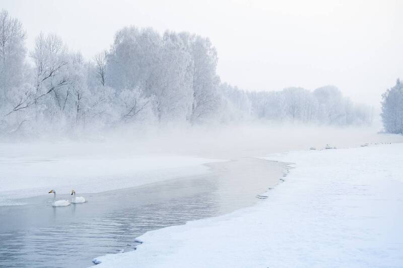 лебеди, лебедь-кликун, алтайский край, озеро светлое, озеро лебединое, зима, swan, winter Зимняя сказка фото превью