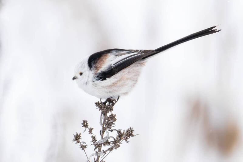 длиннохвостая синица, ополовник, синица, птицы, дикие птицы, природа, фотоохота, зима, птица, синицеобразные Длиннохвостая синица. фото превью