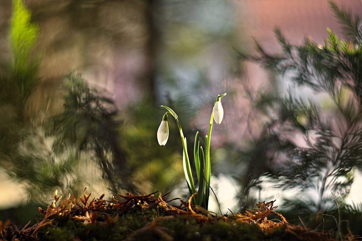 , Колобошников Эдуард