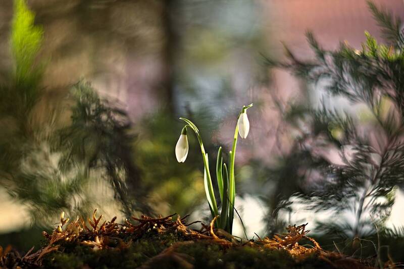 ***** фото превью