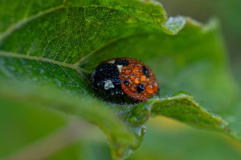 Портфолио фото превью