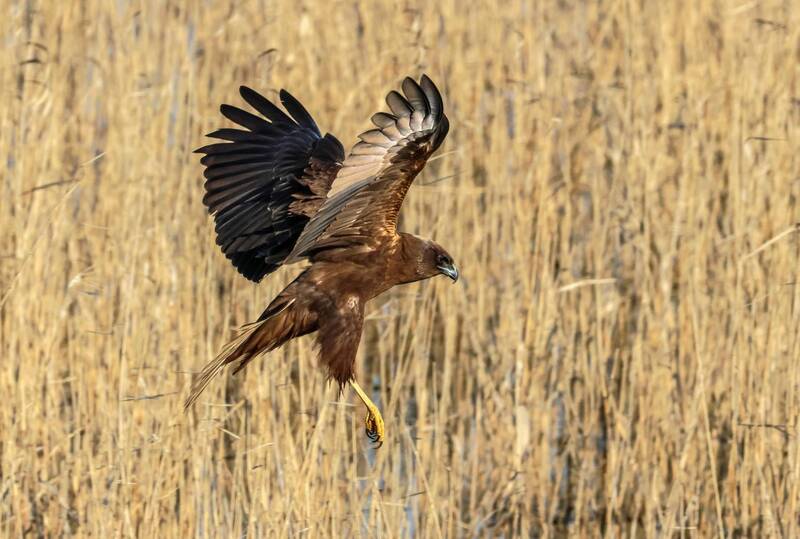 Болотный Лунь.. фото превью