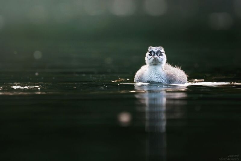 поганки Красношейная поганка  фото превью