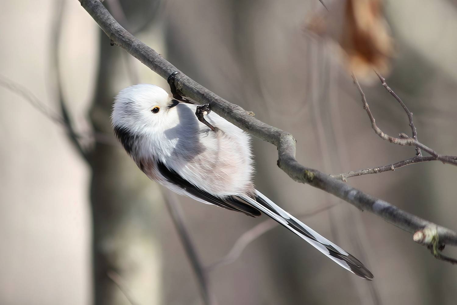 длиннохвостая синица, ополовник, aegithalos caudatus, КарОл