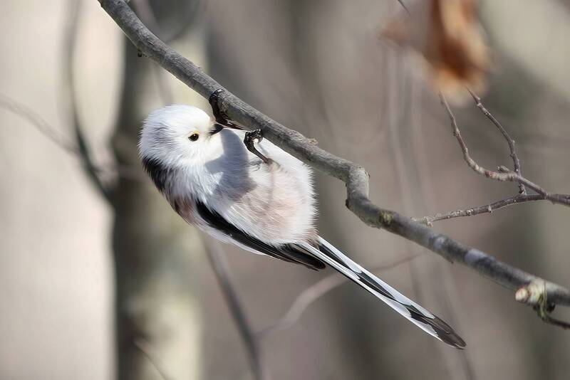 длиннохвостая синица, ополовник, aegithalos caudatus Ополовник фото превью