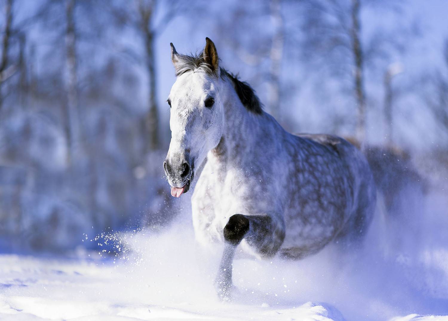 рысак, галоп, снежинки, зима, красота, horse, gallop, movement, beautiful, nature, Стукалова Юлия