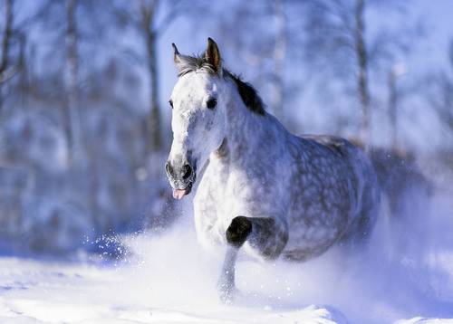 Мчаться быстрее зимнего ветра