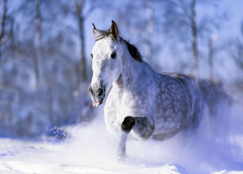 Мчаться быстрее зимнего ветра фото превью