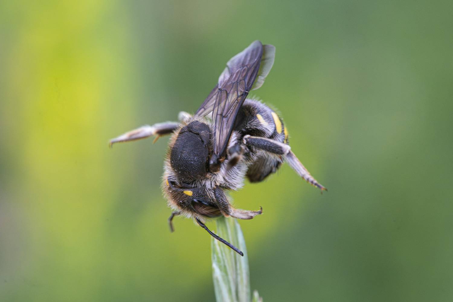 , Ольга Таланцева