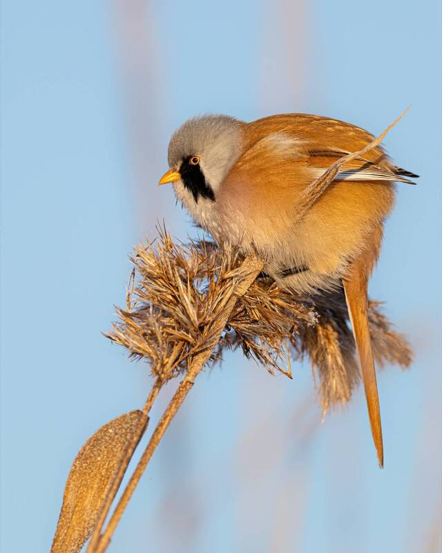 синица, усатая синица, птицы  фото превью