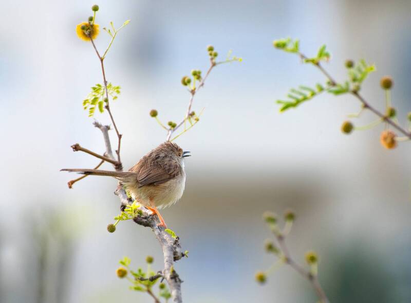 *Приния в феврале фото превью