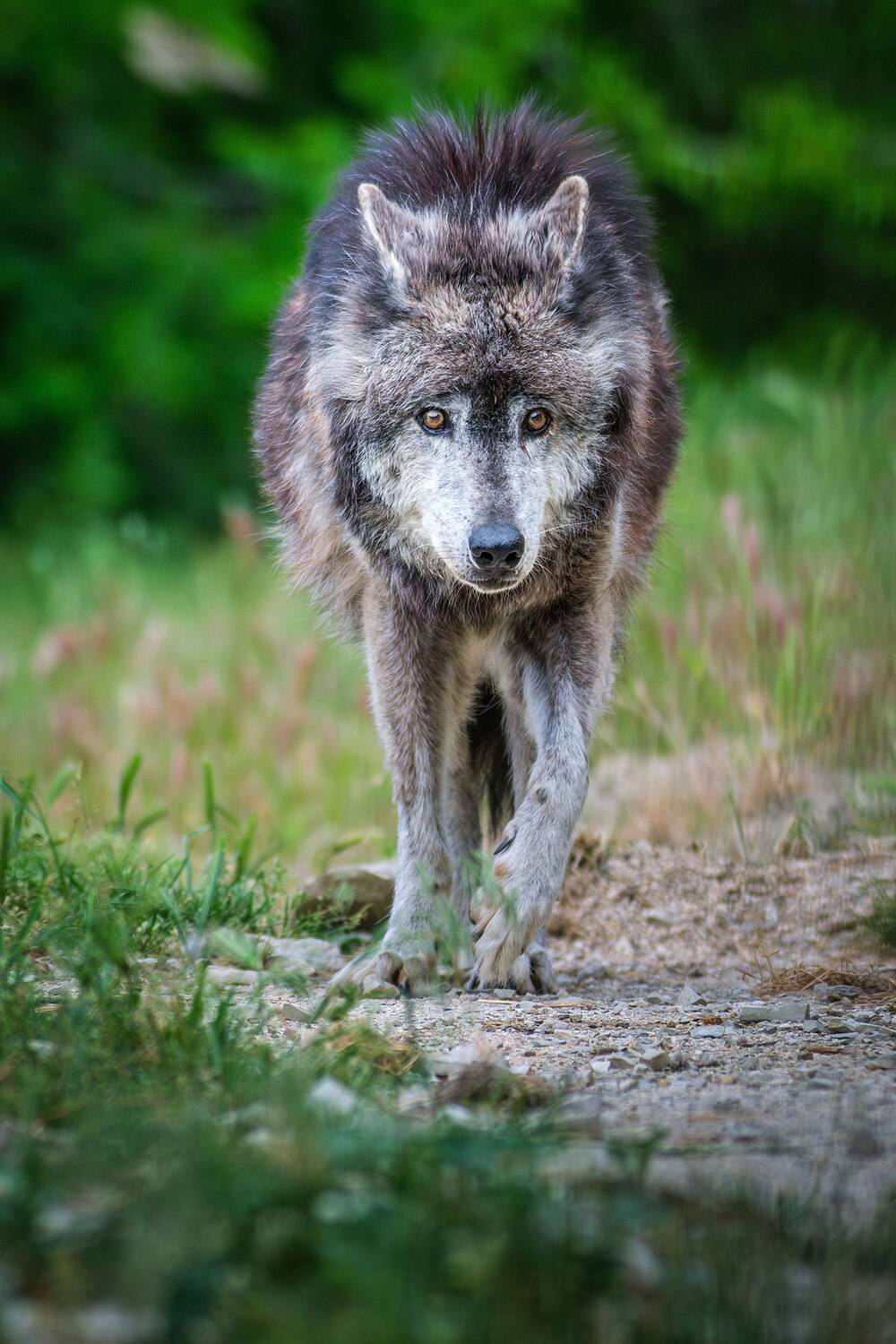 , Владимир Сковородников