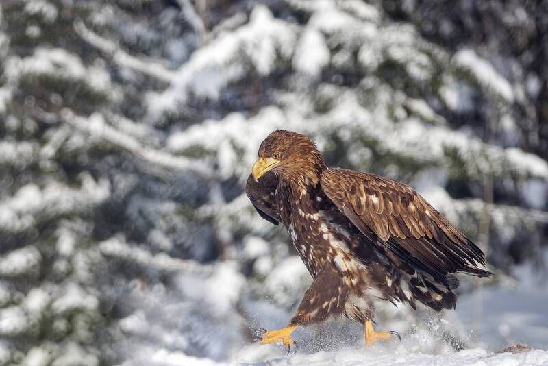 Ать-два левой... фото превью